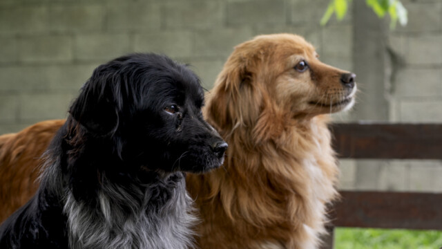 Tiere in Vikis Shelter in Nordmazedonien