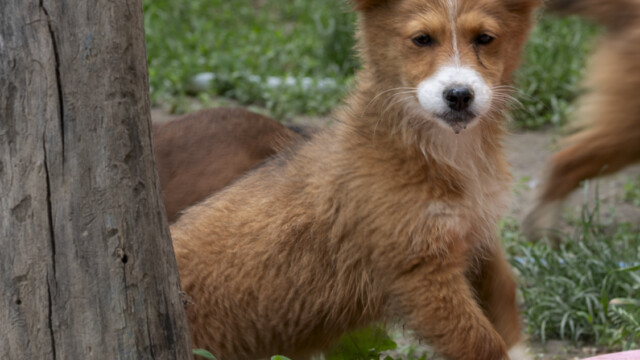 Tiere in Vikis Shelter in Nordmazedonien