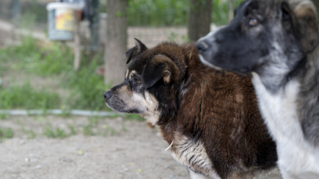 Tiere in Vikis Shelter in Nordmazedonien