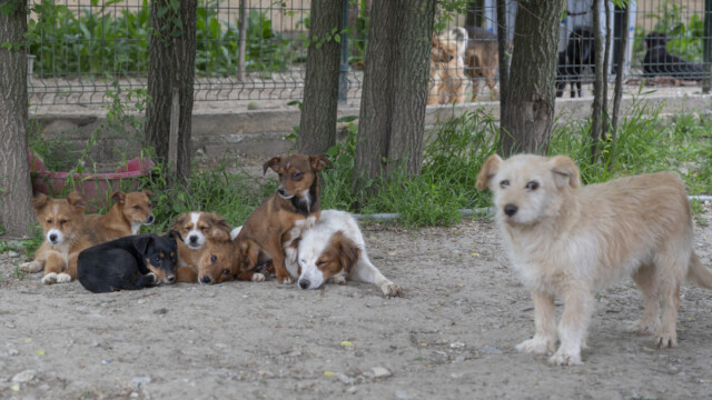 Tiere in Vikis Shelter in Nordmazedonien