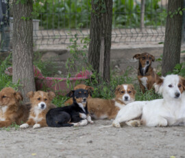 Tiere in Vikis Shelter in Nordmazedonien