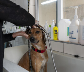 Pictures from the Argos Animal Sanctuary in Cyprus