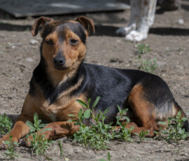 Tiere in Vikis Shelter in Nordmazedonien