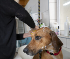 Pictures from the Argos Animal Sanctuary in Cyprus