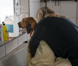 Pictures from the Argos Animal Sanctuary in Cyprus