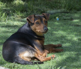 Tiere in Vikis Shelter in Nordmazedonien
