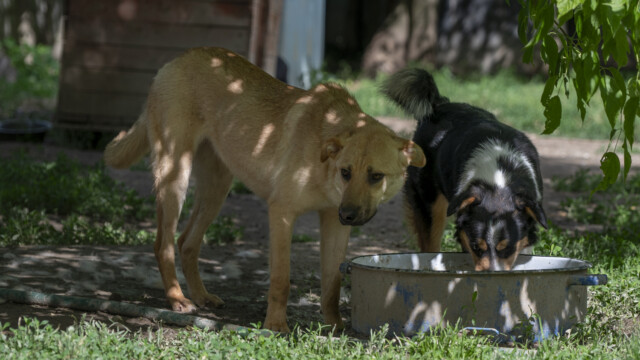 Tiere in Vikis Shelter in Nordmazedonien