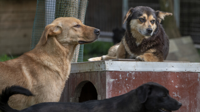 Tiere in Vikis Shelter in Nordmazedonien