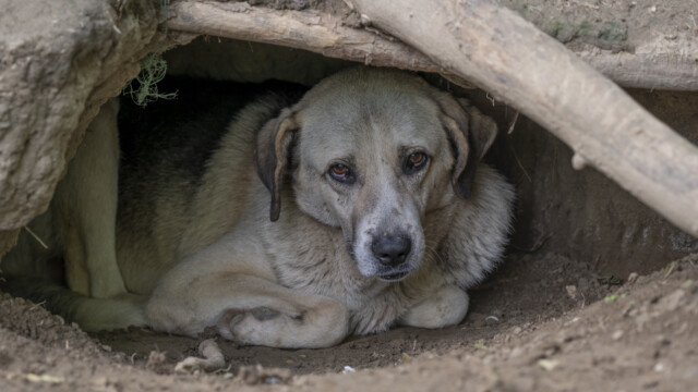 Tiere in Vikis Shelter in Nordmazedonien