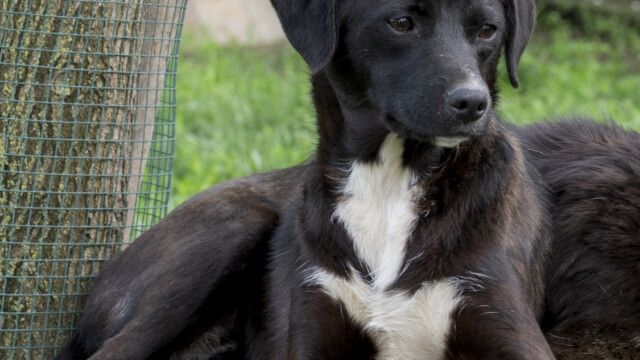 Tiere in Vikis Shelter in Nordmazedonien