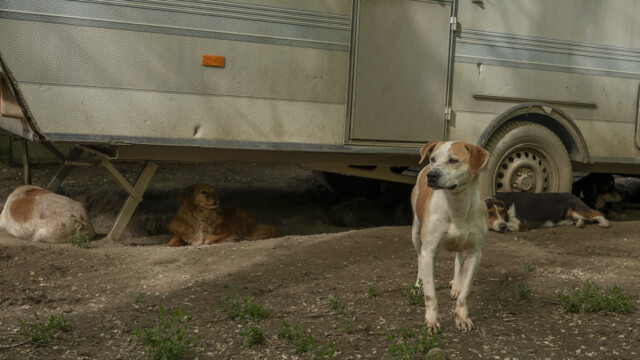 Tiere in Vikis Shelter in Nordmazedonien
