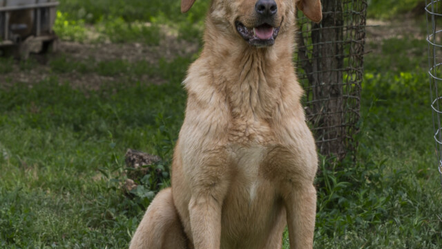 Tiere in Vikis Shelter in Nordmazedonien