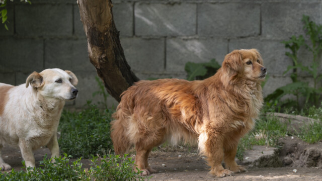 Tiere in Vikis Shelter in Nordmazedonien