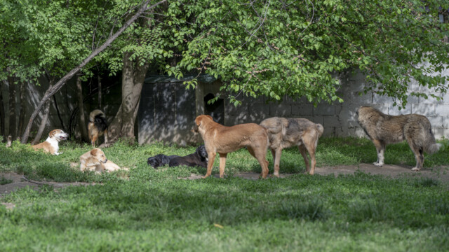 Tiere in Vikis Shelter in Nordmazedonien