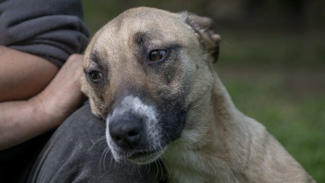 Tiere in Vikis Shelter in Nordmazedonien