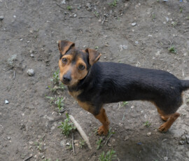 Tiere in Vikis Shelter in Nordmazedonien