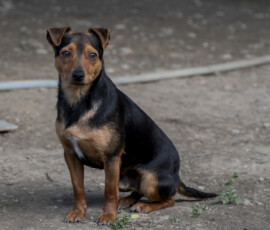 Tiere in Vikis Shelter in Nordmazedonien