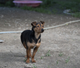 Tiere in Vikis Shelter in Nordmazedonien