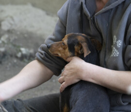 Tiere in Vikis Shelter in Nordmazedonien