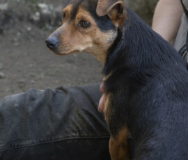 Tiere in Vikis Shelter in Nordmazedonien