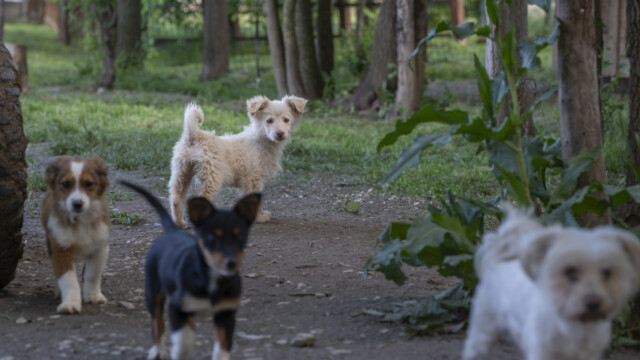 Tiere in Vikis Shelter in Nordmazedonien
