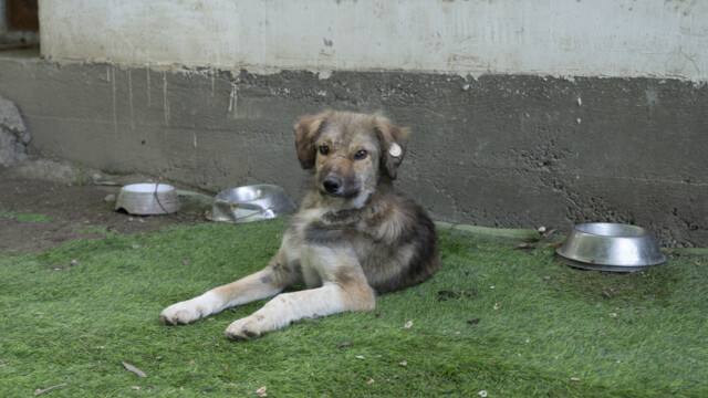 Tiere in Vikis Shelter in Nordmazedonien