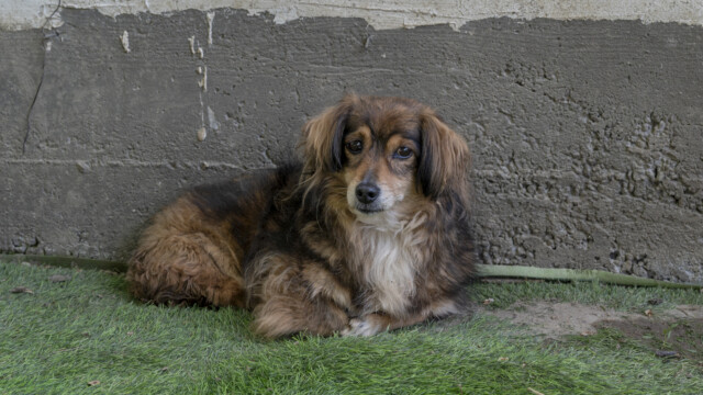 Tiere in Vikis Shelter in Nordmazedonien