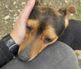 Tiere in Vikis Shelter in Nordmazedonien