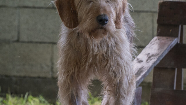 Tiere in Vikis Shelter in Nordmazedonien