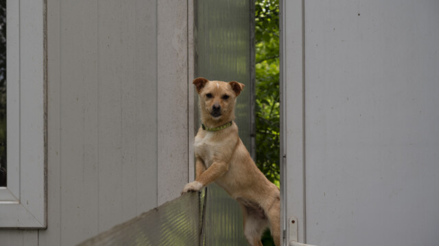 Tiere in Vikis Shelter in Nordmazedonien