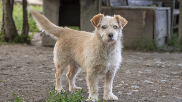Tiere in Vikis Shelter in Nordmazedonien