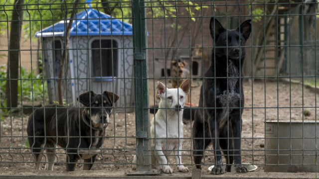 Tiere in Vikis Shelter in Nordmazedonien