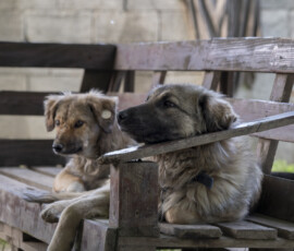 Tiere in Vikis Shelter in Nordmazedonien