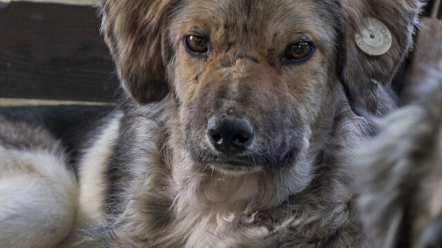 Tiere in Vikis Shelter in Nordmazedonien