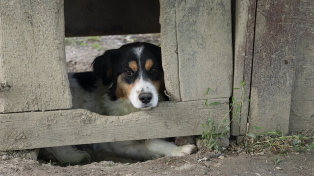 Tiere in Vikis Shelter in Nordmazedonien