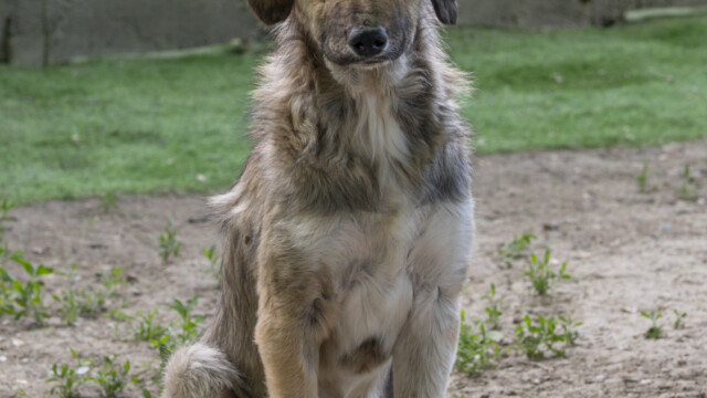 Tiere in Vikis Shelter in Nordmazedonien