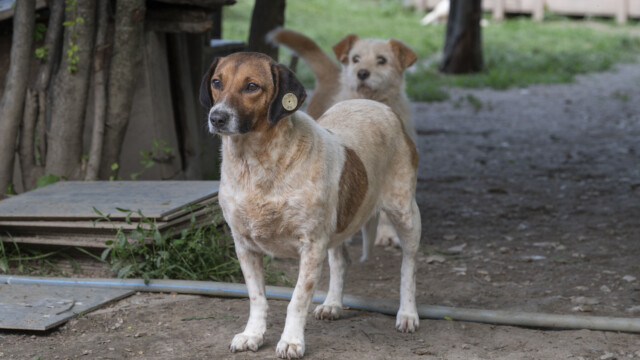 Tiere in Vikis Shelter in Nordmazedonien