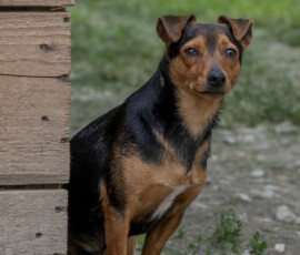 Tiere in Vikis Shelter in Nordmazedonien