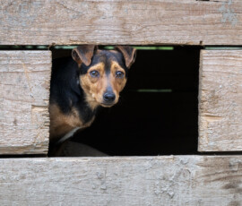 Tiere in Vikis Shelter in Nordmazedonien
