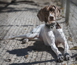 Pictures from the Argos Animal Sanctuary in Cyprus