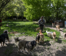 Tiere in Vikis Shelter in Nordmazedonien