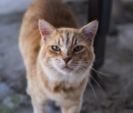 Pictures from the Argos Animal Sanctuary in Cyprus