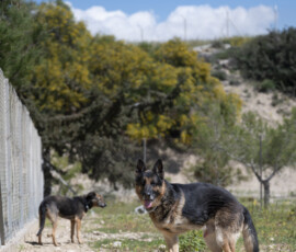 Pictures from the Argos Animal Sanctuary in Cyprus