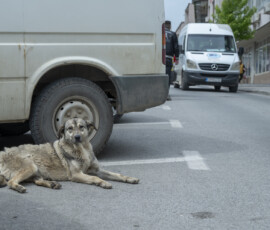 Tiere in Vikis Shelter in Nordmazedonien