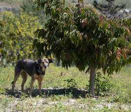 Pictures from the Argos Animal Sanctuary in Cyprus
