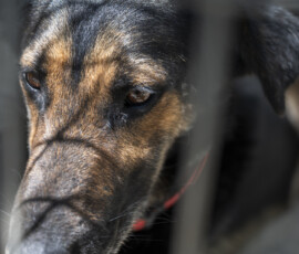 Pictures from the Argos Animal Sanctuary in Cyprus