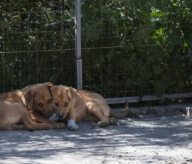 Pictures from the Argos Animal Sanctuary in Cyprus