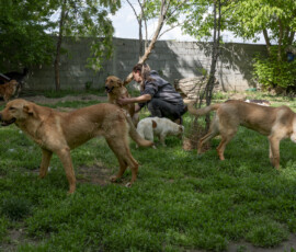 Tiere in Vikis Shelter in Nordmazedonien