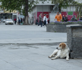 Tiere in Vikis Shelter in Nordmazedonien