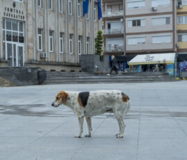 Tiere in Vikis Shelter in Nordmazedonien